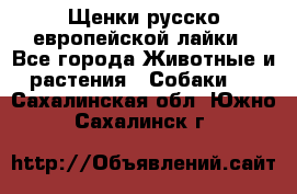 Щенки русско европейской лайки - Все города Животные и растения » Собаки   . Сахалинская обл.,Южно-Сахалинск г.